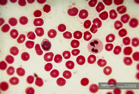 Red Blood Cells Light Microscope