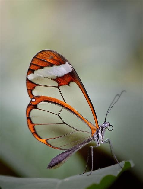 Glasswing Butterfly Glasswing Butterfly Butterfly Inspiration Glasswing