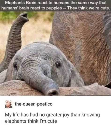 Cute Animal Memes Prepare To Say Nothing But Aww For Ten Minutes