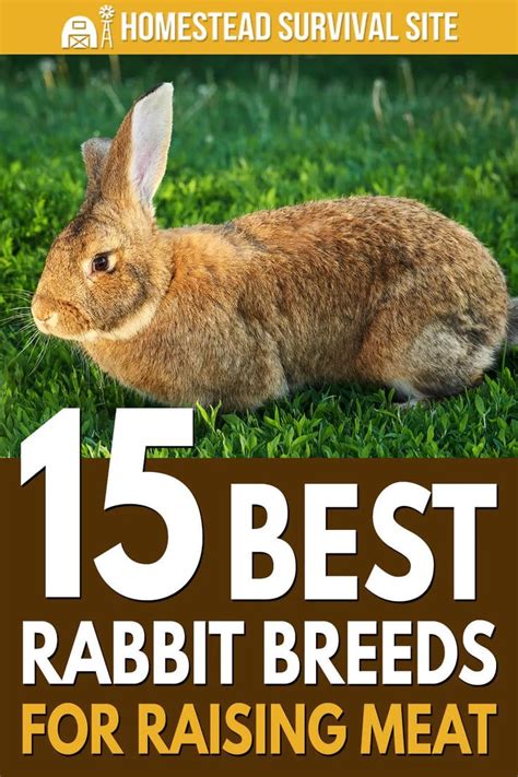 15 Best Rabbit Breeds For Raising Meat Rabbit Breeds Meat Rabbits