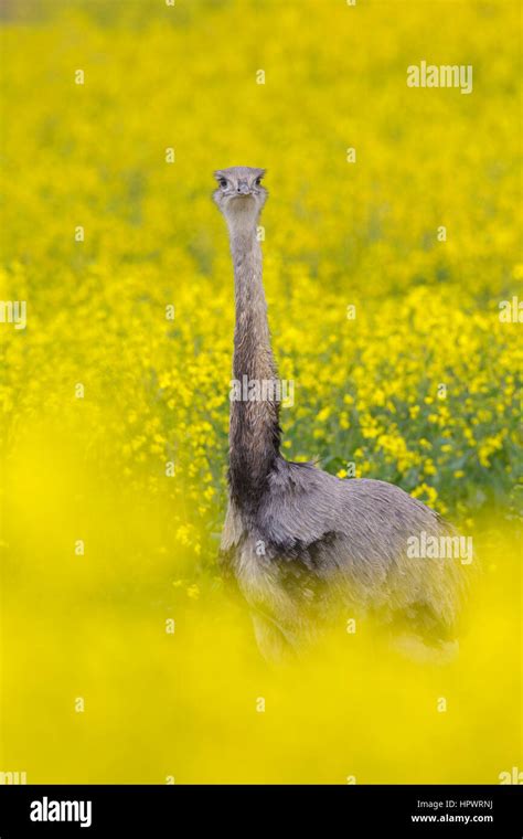 Greater Rhea American Rhea ñandú Rhea Americana Flightless Bird