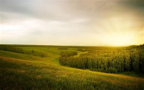 Summer Landscape With Forest Free Stock Photo Public Domain Pictures