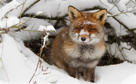 2001440 Red Fox Snow Sunset Winter Rare Gallery Hd Wallpapers