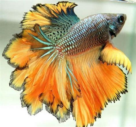 Most Beautiful Betta Fish In The World Odd Interesting