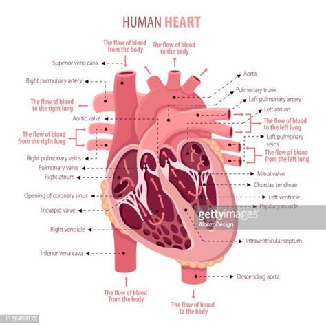 Human Heart Anatomy Photos And Premium High Res Pictures Getty Images