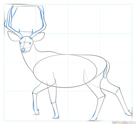 How To Draw A Mule Deer Step By Step Drawing Tutorials