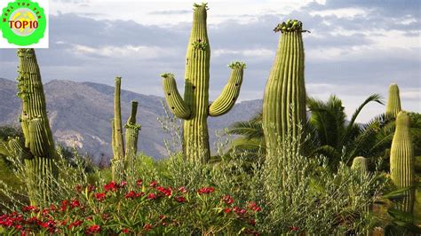 Spectacular Desert Plant Life Amazing Nature Youtube