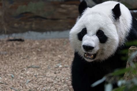 Panda Updates Monday December 18 Zoo Atlanta