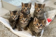 5隻小虎斑貓「同步呆萌點頭」 萌翻網友：這太犯規了！
