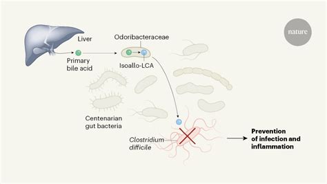 Role Of Bile Acids And Gut Bacteria In Healthy Ageing Of Centenarians