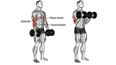 Best Biceps Dumbbell Exercises That You Can Do At Home Hot Sex Picture