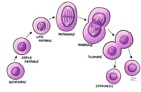 ¿en Qué Etapa De La Mitosis Se Condensa El Material Genético Ya