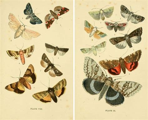 25 Free Butterflies And Moths Vintage Printable Images Printable Art