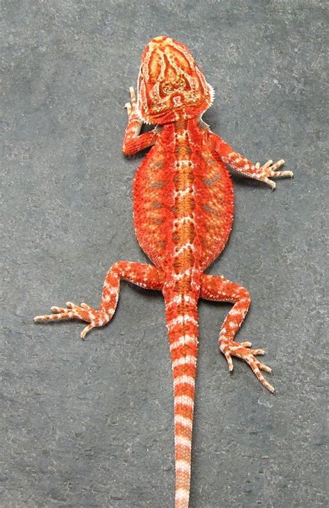 Pin By Karlene Summers On Incredible Reptiles Bearded Dragon Red