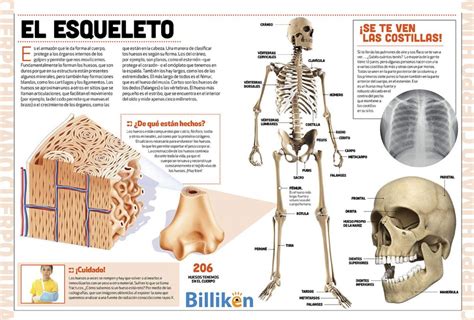 Cuerpo Humano Toda La Información Del Esqueleto Y Un Material