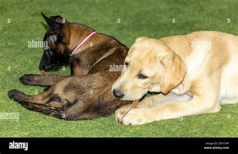 A Golden Labrador Retriever Puppy Lies With A Belgian Malinois Puppy On