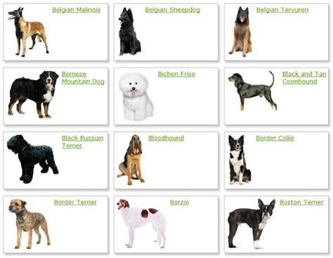Medium Dog Breeds Dog Breeders Guide