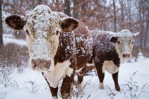 A Pair Of Hereford Cows Stand In The Snow At A Farm In Northwest