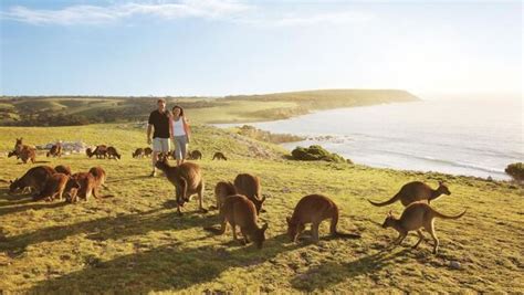 Kangaroo Island Tours 2024 2026 Seasons