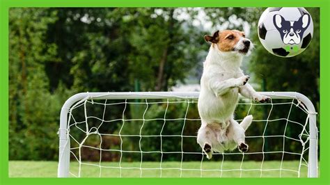 Funny Dogs Playing Soccer Compilation ⚽ Youtube