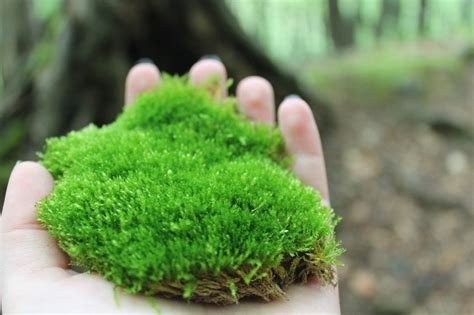 How To Grow Moss Indoors And Outdoors Useful Tips For Beginners