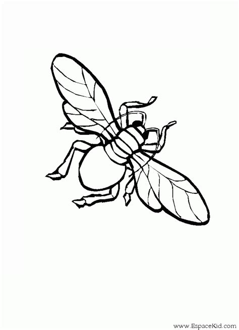 Dessin Insecte ~ Coloring Pages