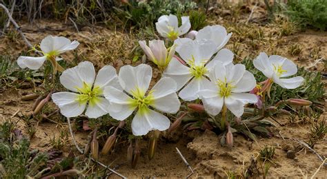 Anita Erdmann Photography Utah Wildflowers