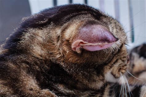 Head And Facial Swelling In Cats Cat World