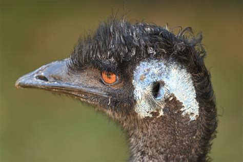 Emu Fågel Djur Gratis Foto På Pixabay