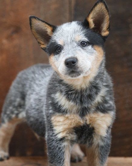 Wuchelli australian cattle dogs has a litter or red pups available, (2f and 3 m). Australian Cattle Dog Puppies For Sale | Los Angeles, CA #295592