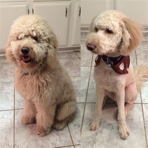 Goldendoodle Before And After Grooming Shaved Goldendoodle Doodle