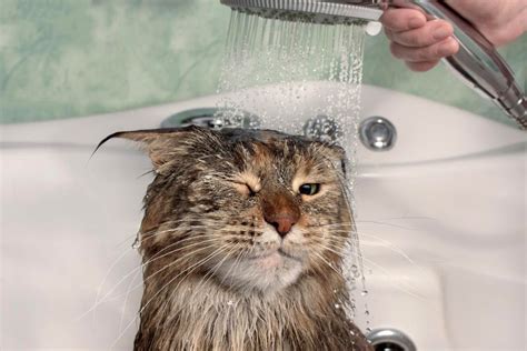 How Do I Bathe A Cat Pettable Esa Experts