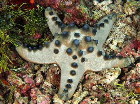 Chocolate Chip Sea Star Protoreaster Nodosus Wakatobi Indonesia