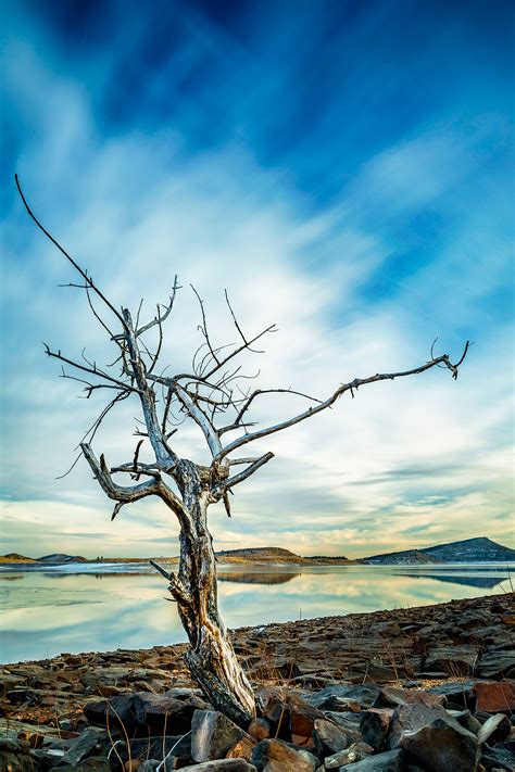 Tree On A Rocky Shore A7ii With Zeiss Batis 25mm Rsonyalpha