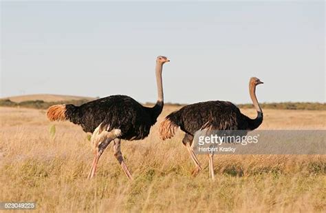 Two Ostriches Photos And Premium High Res Pictures Getty Images