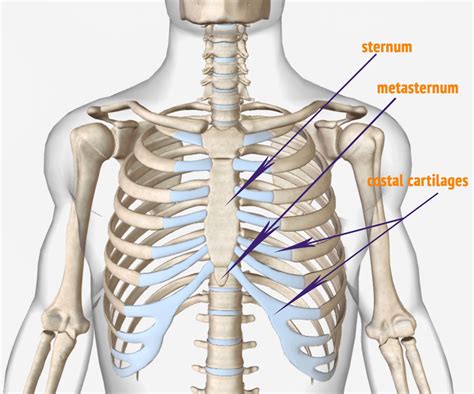 Anatomy Of Right Side Of Back Of Rib Cage Rib Cage Medical Art