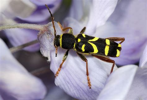 Wasp Beetle Photograph By Nigel Downer Fine Art America