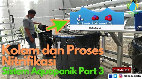 Part 3 Kolam Dan Proses Nitrifikasi Aquaponik Sistem Dengan Green
