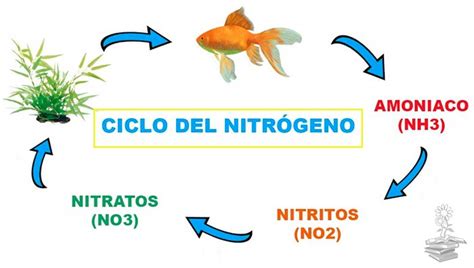 Ciclo Del Nitrogeno Explicacion
