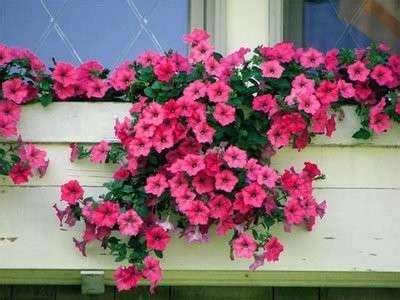 ¡ponele onda a tu balcón con plantas de muchos colores y flores. Flores colgantes para balcón: fotos plantas (Foto) | Ella ...