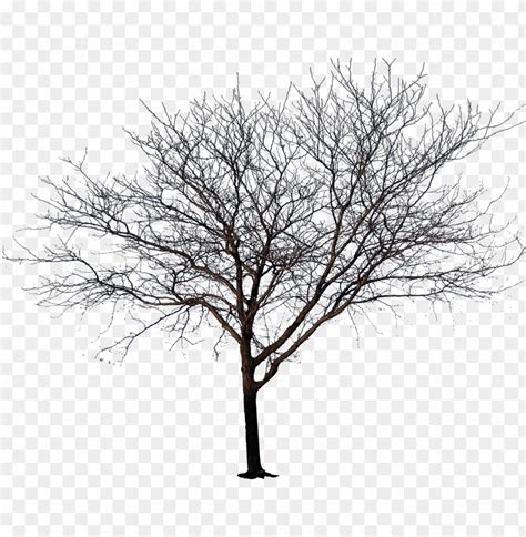 Download Winter Tree Png Transparent Library Tree No