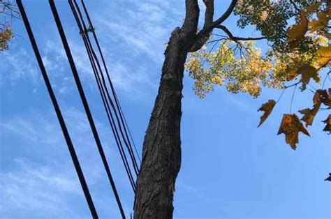 Removing Trees Near Power Lines What You Need To Know American Climbers