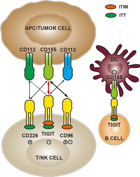 Frontiers Role Of CD155 TIGIT In Digestive Cancers Promising Cancer