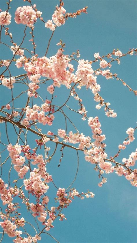 Japanese Cherry Blossom Iphone Wallpapers Top Những Hình Ảnh Đẹp