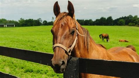 What Is The Kentucky State Horse We Tell You Everything You Need To Know
