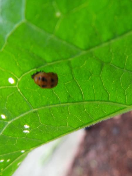 Multicolored Asian Lady Beetle Pupa Project Noah