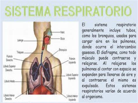 Sistema Circulatorio Y Respiratorio By Torres Colmenares Miguel Issuu