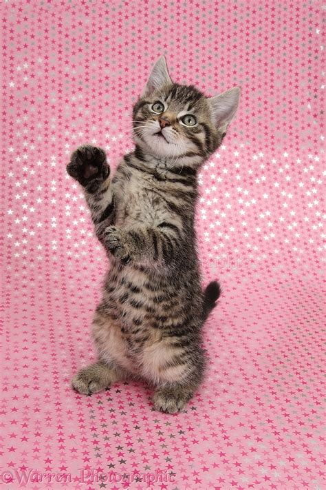 Cute Tabby Kitten On Starry Background Photo Wp36428