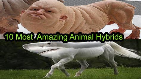 10 Most Amazing Animal Hybrids Youtube
