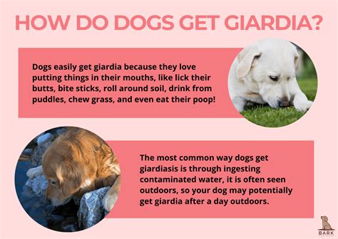 Giardia In Dogs What It Is And How Is It Treated Bark For More